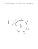 EXPRESSION CONSTRUCTS AND USES THEREOF IN THE PRODUCTION OF TERPENOIDS IN     YEAST diagram and image