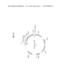 EXPRESSION CONSTRUCTS AND USES THEREOF IN THE PRODUCTION OF TERPENOIDS IN     YEAST diagram and image