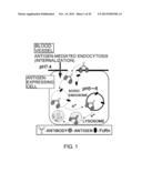 ANTIGEN-BINDING MOLECULE CAPABLE OF BINDING TO TWO OR MORE ANTIGEN     MOLECULES REPEATEDLY diagram and image