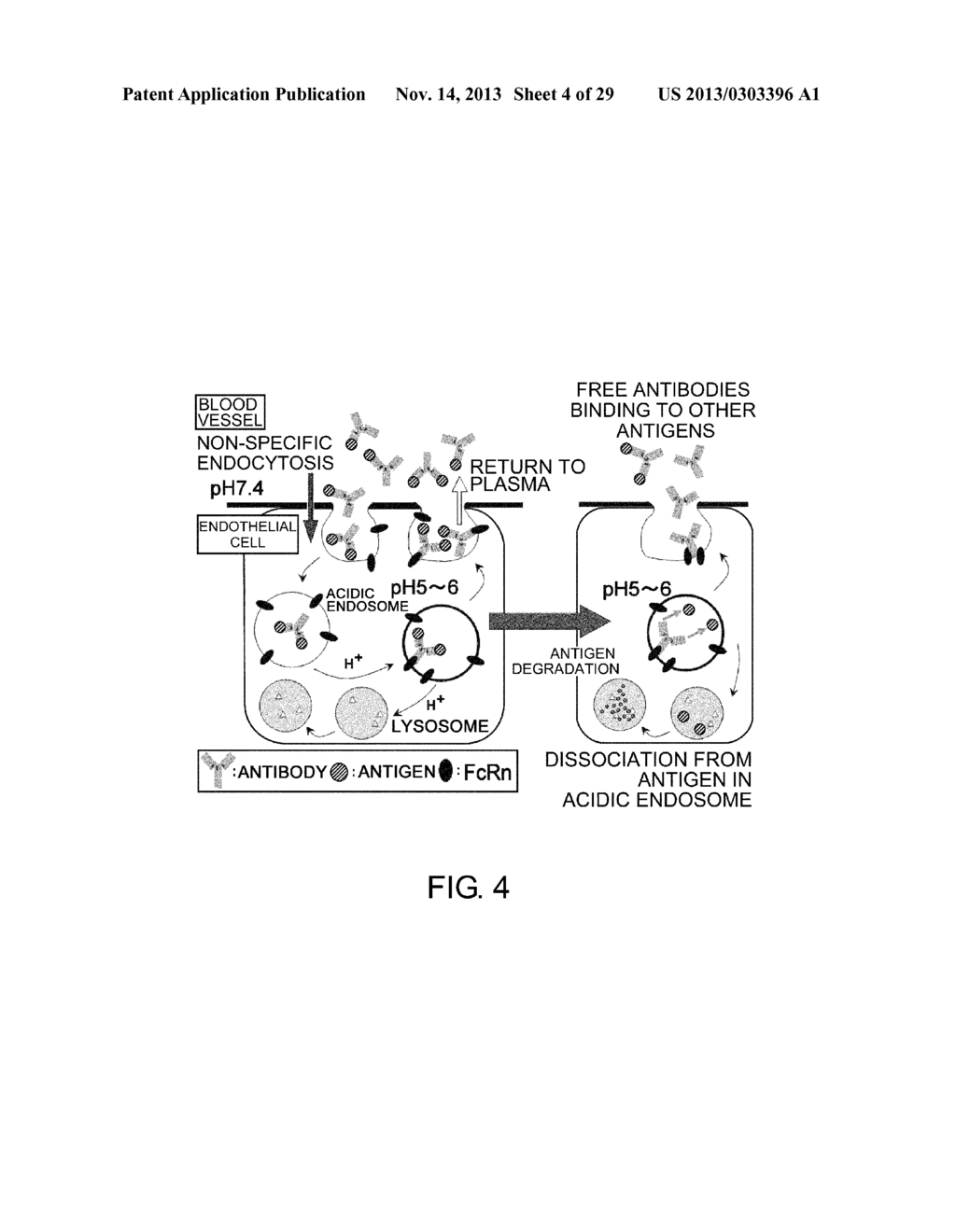 ANTIGEN-BINDING MOLECULE CAPABLE OF BINDING TO TWO OR MORE ANTIGEN     MOLECULES REPEATEDLY - diagram, schematic, and image 05