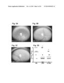 PEPTIDE ANALOGS OF ALPHA-MELANOCYTE STIMULATING HORMONE diagram and image