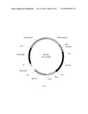 SDF-1 DELIVERY FOR TREATING ISCHEMIC TISSUE diagram and image