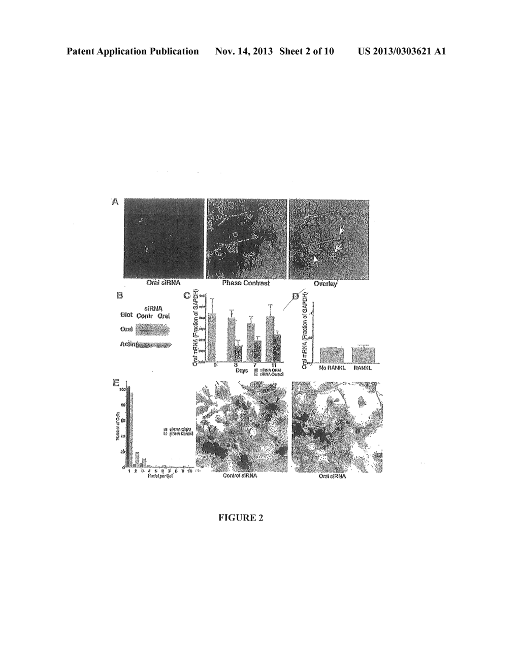 Method For Inhibiting Osteoclast Development - diagram, schematic, and image 03