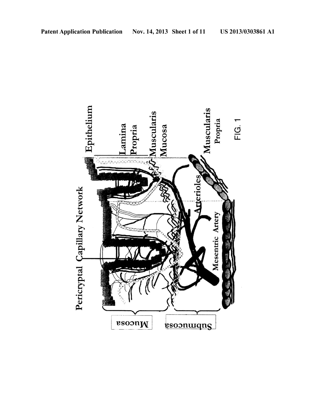 METHOD OF USING THE DETECTION OF EARLY INCREASE IN MICROVASCULAR BLOOD     CONTENT TO DISTINGUISH BETWEEN ADENOMATOUS AND HYPERPLASTIC POLYPS - diagram, schematic, and image 02