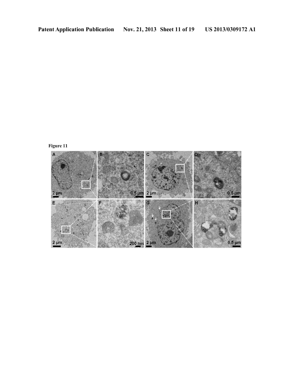 CLEAVABLE FUNCTIONALIZED NANOPARTICLES - diagram, schematic, and image 12