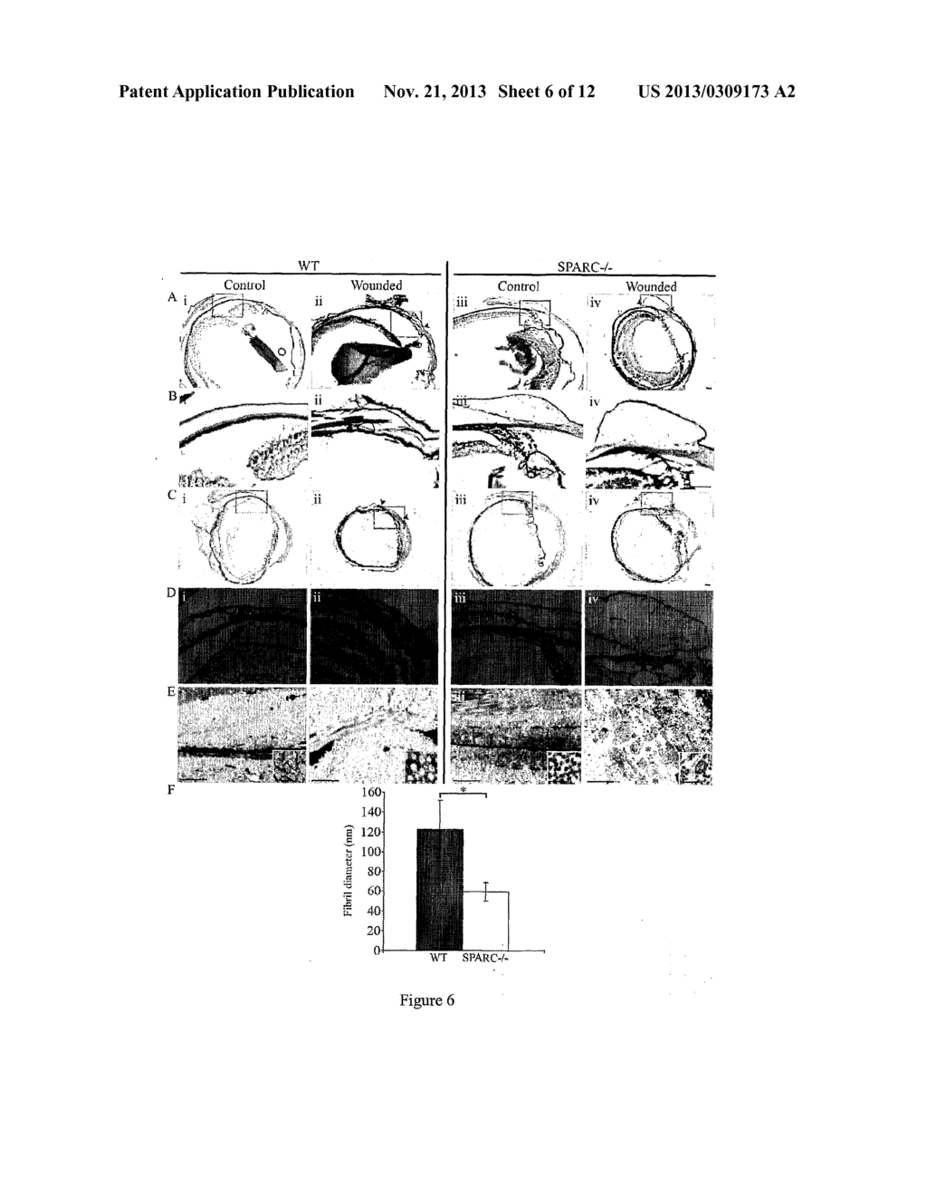 METHODS AND COMPOSITIONS FOR MAINTENANCE OF A FUNCTIONAL WOUND - diagram, schematic, and image 07