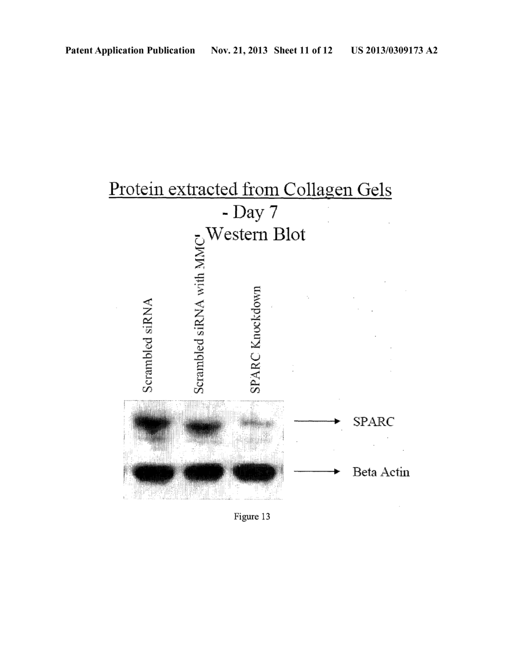 METHODS AND COMPOSITIONS FOR MAINTENANCE OF A FUNCTIONAL WOUND - diagram, schematic, and image 12