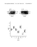 INHIBITION OF IL-17 PRODUCTION diagram and image