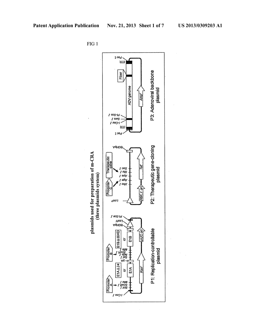 GROWTH-REGULATED VIRAL VECTOR CONTAINING THE AURORA KINASE PROMOTER - diagram, schematic, and image 02