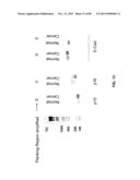 METHODS AND COMPOSITIONS FOR GENERATING AND AMPLIFYING DNA LIBRARIES FOR     SENSITIVE DETECTION AND ANALYSIS OF DNA METHYLATION diagram and image