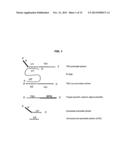 METHODS AND COMPOSITIONS FOR NUCLEIC ACID AMPLIFICATION diagram and image