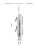 MGMT-BASED METHOD FOR OBTAINING HIGH YEILDS OF RECOMBINANT PROTEIN     EXPRESSION diagram and image