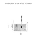 MGMT-BASED METHOD FOR OBTAINING HIGH YEILDS OF RECOMBINANT PROTEIN     EXPRESSION diagram and image