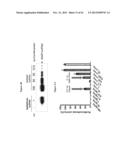 MGMT-BASED METHOD FOR OBTAINING HIGH YEILDS OF RECOMBINANT PROTEIN     EXPRESSION diagram and image