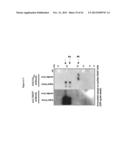 MGMT-BASED METHOD FOR OBTAINING HIGH YEILDS OF RECOMBINANT PROTEIN     EXPRESSION diagram and image