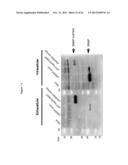 MGMT-BASED METHOD FOR OBTAINING HIGH YEILDS OF RECOMBINANT PROTEIN     EXPRESSION diagram and image