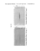 MGMT-BASED METHOD FOR OBTAINING HIGH YEILDS OF RECOMBINANT PROTEIN     EXPRESSION diagram and image