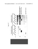 MGMT-BASED METHOD FOR OBTAINING HIGH YEILDS OF RECOMBINANT PROTEIN     EXPRESSION diagram and image