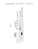 MGMT-BASED METHOD FOR OBTAINING HIGH YEILDS OF RECOMBINANT PROTEIN     EXPRESSION diagram and image