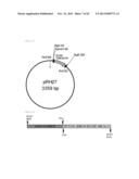 METHOD FOR TRANSFORMATION OF STRAMENOPILE diagram and image