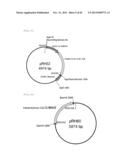 METHOD FOR TRANSFORMATION OF STRAMENOPILE diagram and image