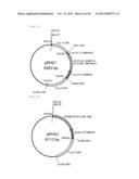 METHOD FOR TRANSFORMATION OF STRAMENOPILE diagram and image