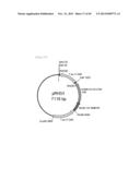 METHOD FOR TRANSFORMATION OF STRAMENOPILE diagram and image