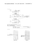 METHOD FOR TRANSFORMATION OF STRAMENOPILE diagram and image