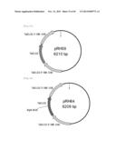 METHOD FOR TRANSFORMATION OF STRAMENOPILE diagram and image