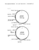 METHOD FOR TRANSFORMATION OF STRAMENOPILE diagram and image