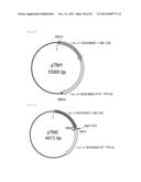 METHOD FOR TRANSFORMATION OF STRAMENOPILE diagram and image