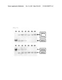 METHOD FOR TRANSFORMATION OF STRAMENOPILE diagram and image