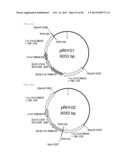 METHOD FOR TRANSFORMATION OF STRAMENOPILE diagram and image