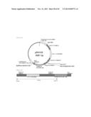 METHOD FOR TRANSFORMATION OF STRAMENOPILE diagram and image