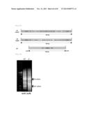 METHOD FOR TRANSFORMATION OF STRAMENOPILE diagram and image