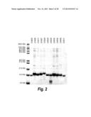 TARGETED THERAPEUTICS BASED ON ENGINEERED PROTEINS FOR TYROSINE KINASES     RECEPTORS, INCLUDING IGF-IR diagram and image