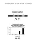 TARGETED THERAPEUTICS BASED ON ENGINEERED PROTEINS FOR TYROSINE KINASES     RECEPTORS, INCLUDING IGF-IR diagram and image