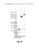 TARGETED THERAPEUTICS BASED ON ENGINEERED PROTEINS FOR TYROSINE KINASES     RECEPTORS, INCLUDING IGF-IR diagram and image