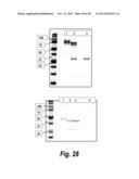 TARGETED THERAPEUTICS BASED ON ENGINEERED PROTEINS FOR TYROSINE KINASES     RECEPTORS, INCLUDING IGF-IR diagram and image