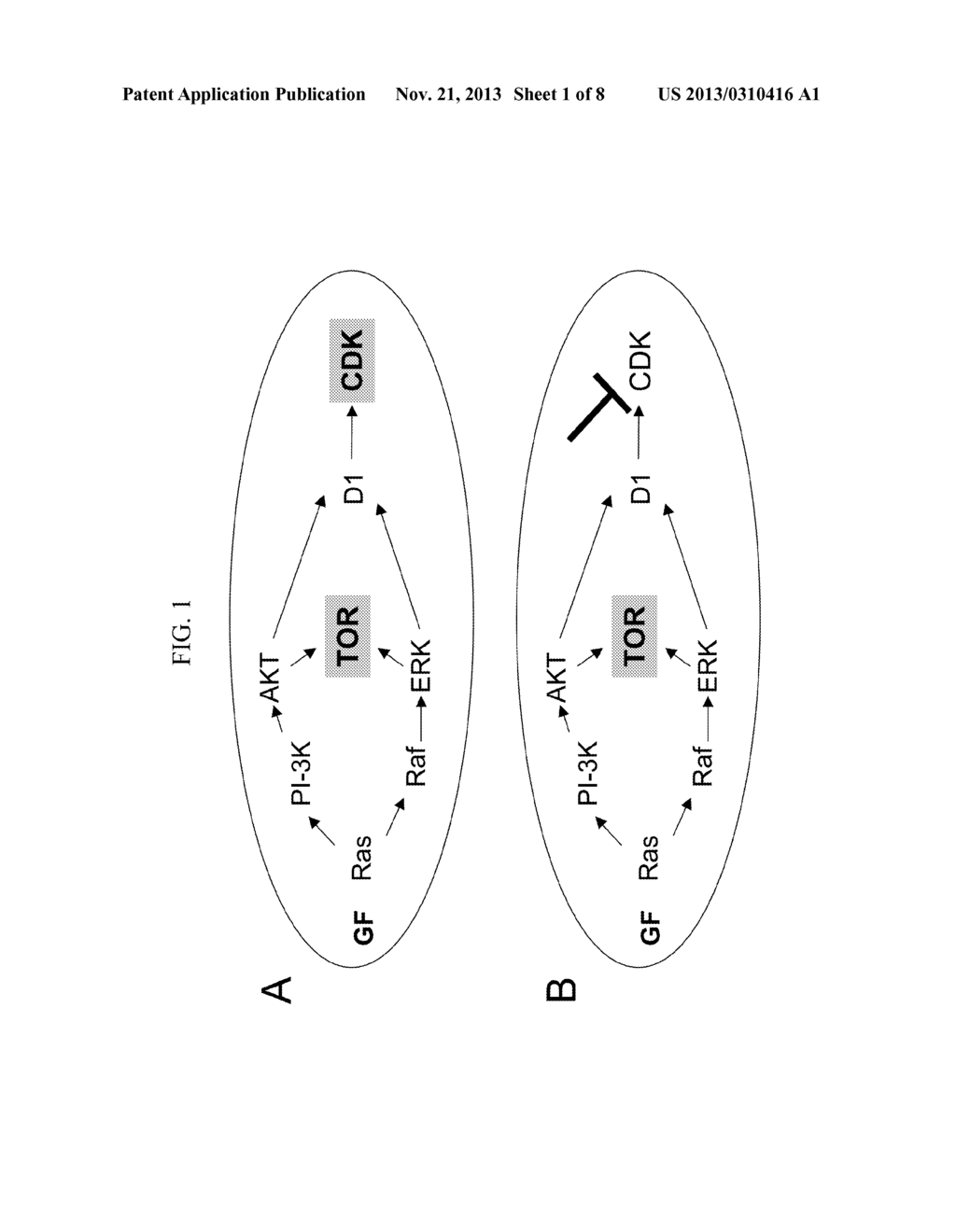 Methods and Compositions for Preventing or Treating Age-Related Diseases - diagram, schematic, and image 02