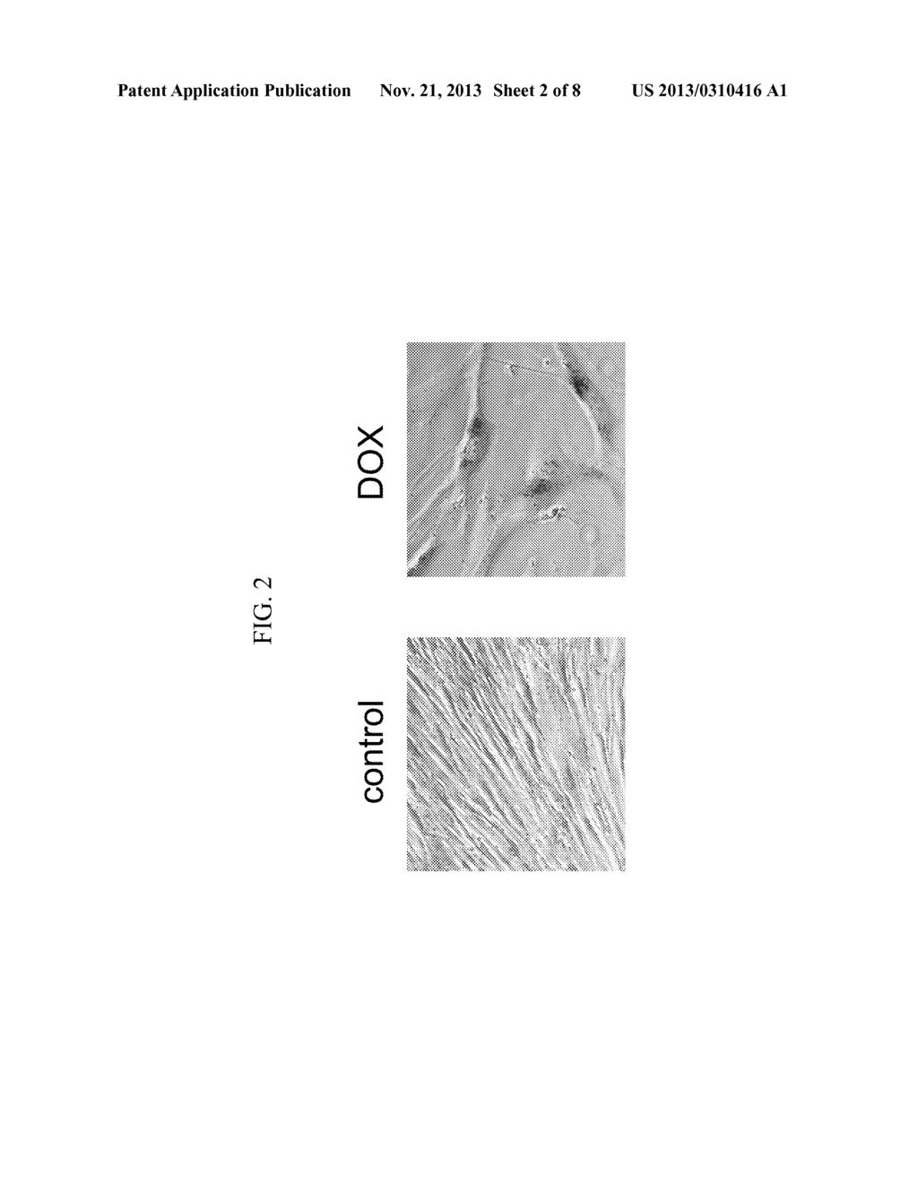 Methods and Compositions for Preventing or Treating Age-Related Diseases - diagram, schematic, and image 03