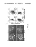 Screening Method for Substance Having Hemocyte Maturation Acceleration     Action diagram and image