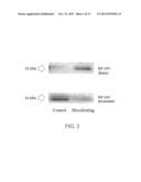 Screening Method for Substance Having Hemocyte Maturation Acceleration     Action diagram and image