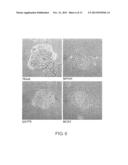 Screening Method for Substance Having Hemocyte Maturation Acceleration     Action diagram and image