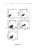 Screening Method for Substance Having Hemocyte Maturation Acceleration     Action diagram and image