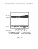 Screening Method for Substance Having Hemocyte Maturation Acceleration     Action diagram and image