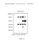 Screening Method for Substance Having Hemocyte Maturation Acceleration     Action diagram and image