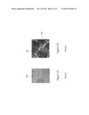 AUTOMATED DETECTION, TRACKING AND ANALYSIS OF CELL MIGRATION IN A 3-D     MATRIX SYSTEM diagram and image