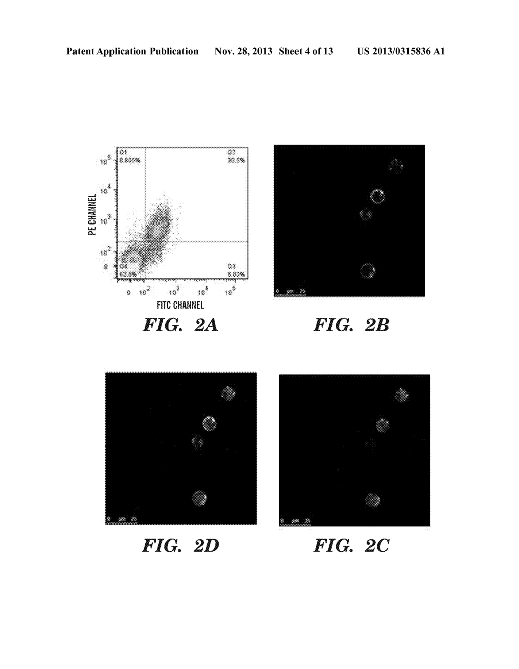 NOVEL CELL-PENETRATING MARKERS OF APOPTOSIS - diagram, schematic, and image 05