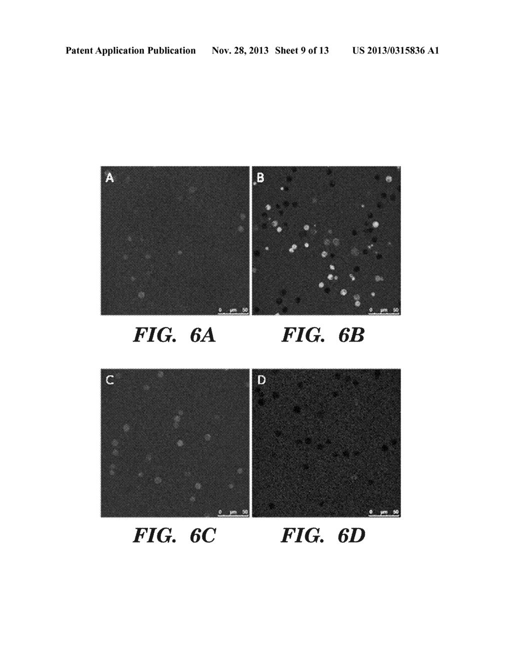 NOVEL CELL-PENETRATING MARKERS OF APOPTOSIS - diagram, schematic, and image 10